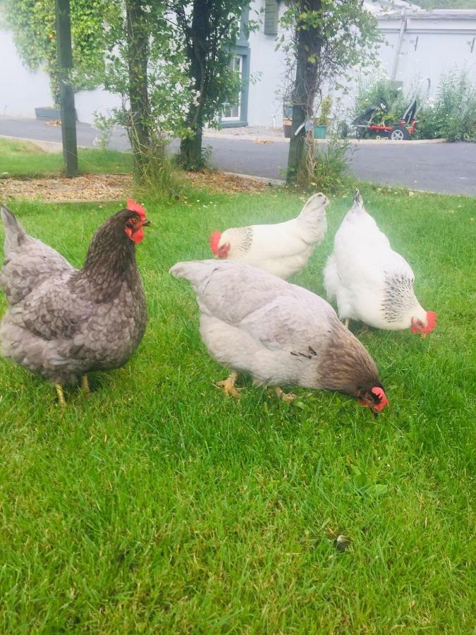 Apartament Graisin Kilkenny Zewnętrze zdjęcie